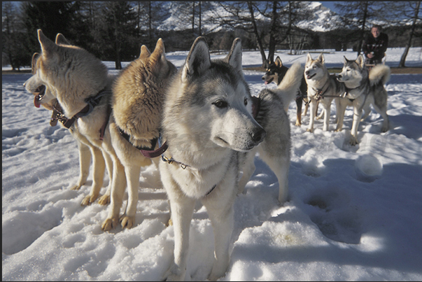 Non-skiers can use the dogsled along the paths on the plateau