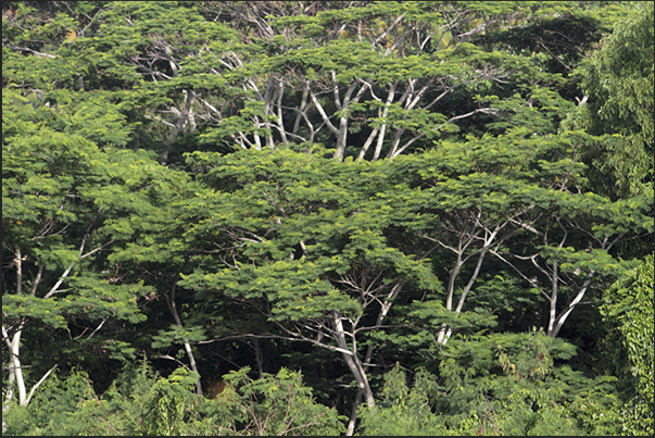 The third jewel of the island, in addition to pearls and the sea, is the forest that cover the interior of the island