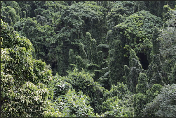 The third jewel of the island, in addition to pearls and the sea, is the forest that cover the interior of the island