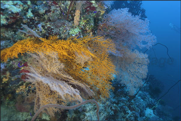 A yellow gorgonian on the coral walls of Nakalat al Qasser Reef