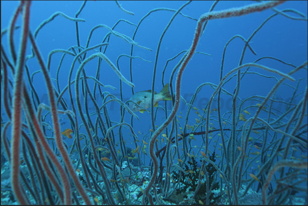 Whip Coral on the coral terraces of Nakalat al Qasser Reef