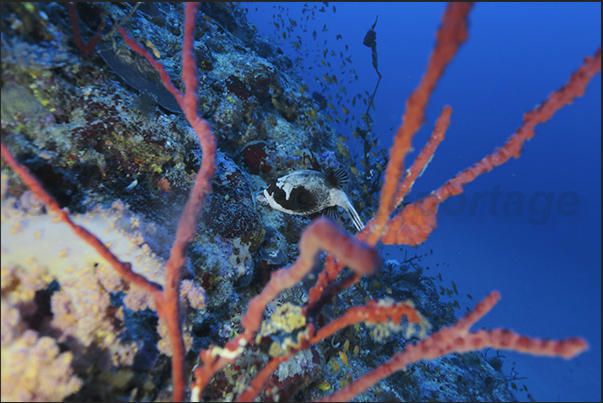 A puffer fish hiding among the red coral