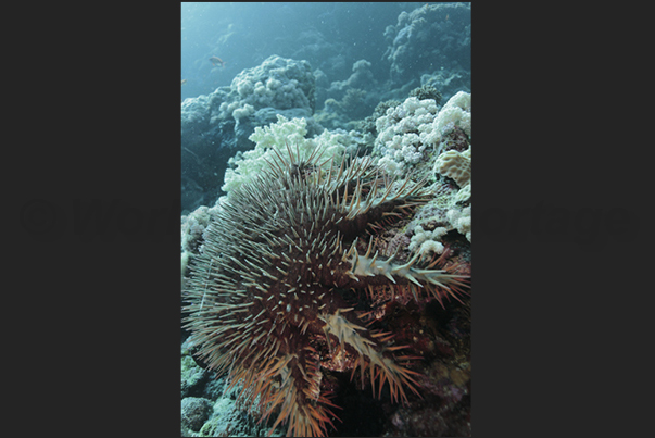 Seil Ada Reef. A Crown starfish (Acanthaster planci), one of the most fearsome devourers of corals