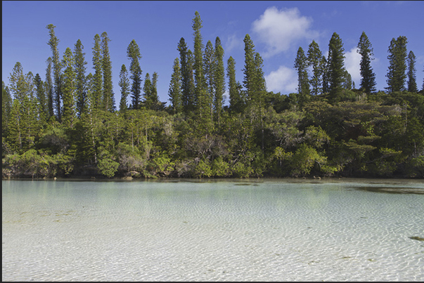Oro Bay. The endemics of the island pines, are reflected in the sea water channels which penetrate into the forest