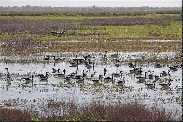 Foog Dam Reserve. A group of Black Necked Stork commonly called Jabiru. Birds typical of wetlands in northern Australia