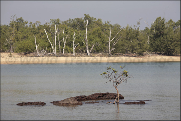 Cobourg Peninsula, Garig Ganuk Barlu NP, mangroves begin to take possession of the coast growing among the rocks