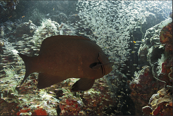 In small barrier caves, hiding fish of various kinds like this grouper with glass fish