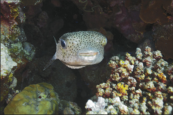 A Spot-fin porcupinefish (Diodon hyrstrix), is hiding in a rift
