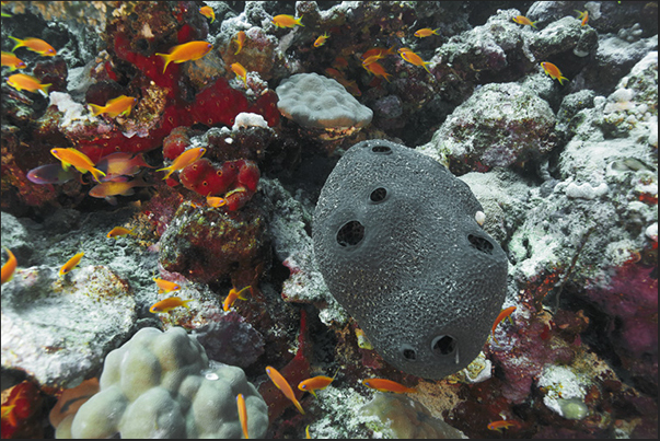 Sponge of Ircinia family with goldfish (Pseudanthias) present along the reef just a few meters below the water surface