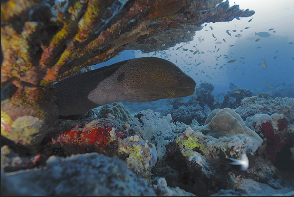 A moray eel, took refuge under an umbrella coral