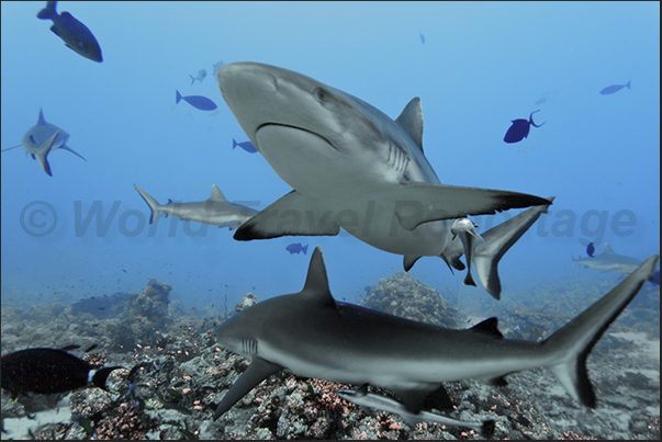 Whitetip shark (Triaenodon obesus). Southern tip reef