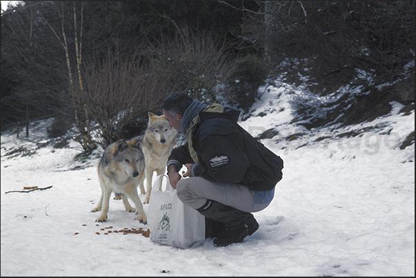 Wolves of Gevaudan Park. The time of the meal Wolves of Gevaudan Park. The time of the meal