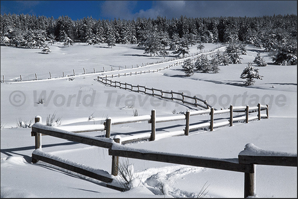 The pine forests of Sainte Eulalie The pine forests of Sainte Eulalie