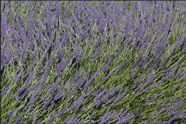 The color and the scent of Provence enclosed in lavender flowers The color and the scent of Provence enclosed in lavender flowers