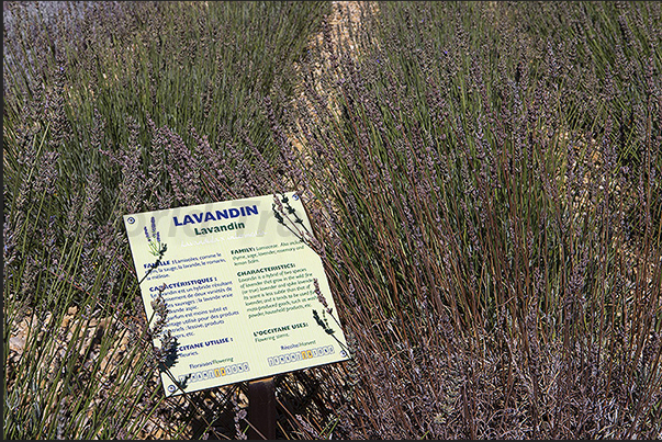 Lavender, the most refined, perfumed and precious quality from which the best essences are extracted Lavender, the most refined, perfumed and precious quality from which the best essences are extracted