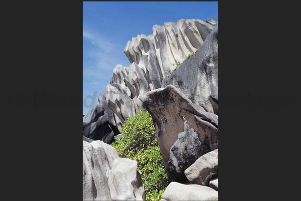 The island is famous for its particular hidden formations in the forest The island is famous for its particular hidden formations in the forest