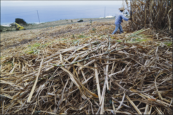 Sugar cane harvest on the hills along the coast Sugar cane harvest on the hills along the coast