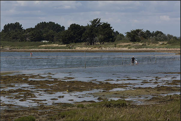 During low tide, many people look for molluscs and small crustaceans on the seabed During low tide, many people look for molluscs and small crustaceans on the seabed
