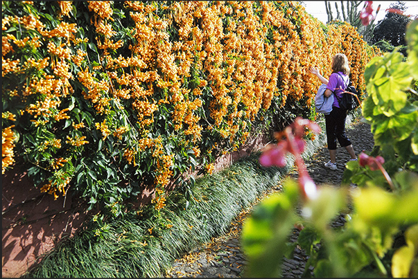 Monte Botanical Garden in Funchal reached by cable car Monte Botanical Garden in Funchal reached by cable car