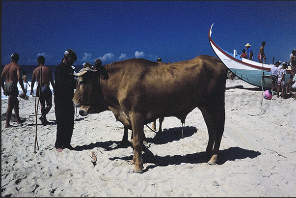 The oxen prepare to drag the heavy fishing boats out to sea The oxen prepare to drag the heavy fishing boats out to sea