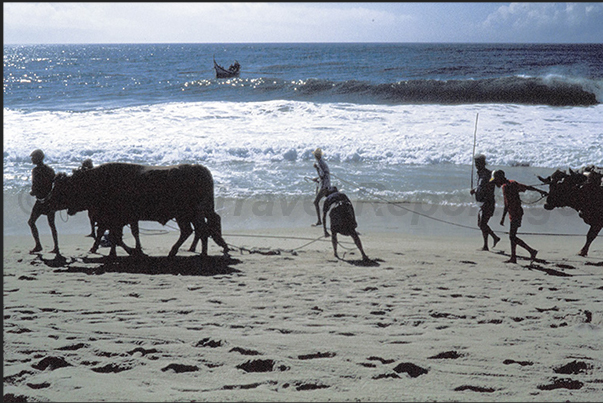 At the end of the day, the boat returns to the coast and the oxen prepare to pull it ashore At the end of the day, the boat returns to the coast and the oxen prepare to pull it ashore