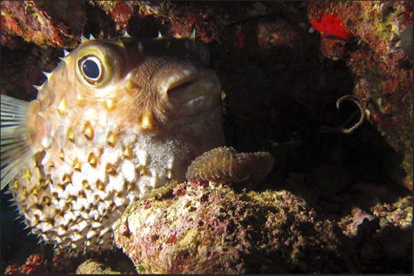 The wonder of a porcupine fish caught by the photographer in the den. The wonder of a porcupine fish caught by the photographer in the den.