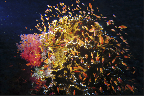 A meeting of little Anthias between the coral. A meeting of little Anthias between the coral.