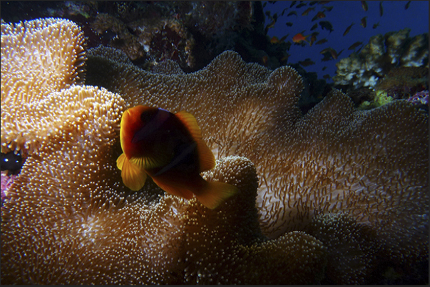 The dark clown passes over an expanse of sea anemones to control the territory The dark clown passes over an expanse of sea anemones to control the territory