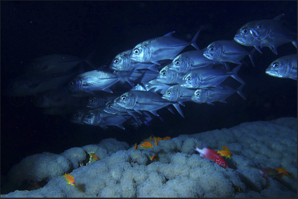 A formation of trevally flying over the Grape coral. A formation of trevally flying over the Grape coral.