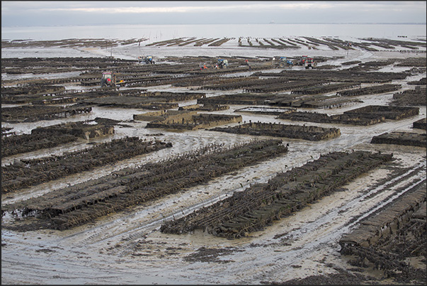 Cancale Bay. At low tide, the oyster beds remain dry