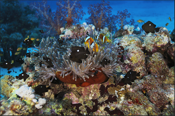 An anemone with clown fishes and a group of Domino fishes (Threespot dascyllus) An anemone with clown fishes and a group of Domino fishes (Threespot dascyllus)