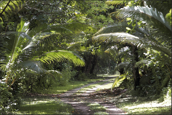The road through the forest The road through the forest