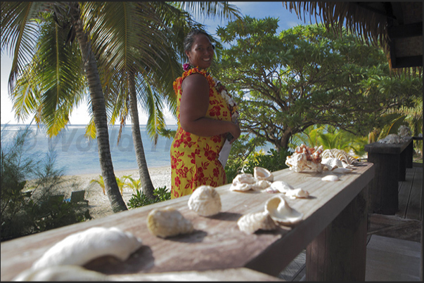 Exibition of shells in the Tamanu Beach Resort Exibition of shells in the Tamanu Beach Resort