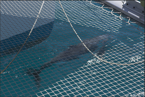 A dolphin playing under the bow of the catamaran A dolphin playing under the bow of the catamaran