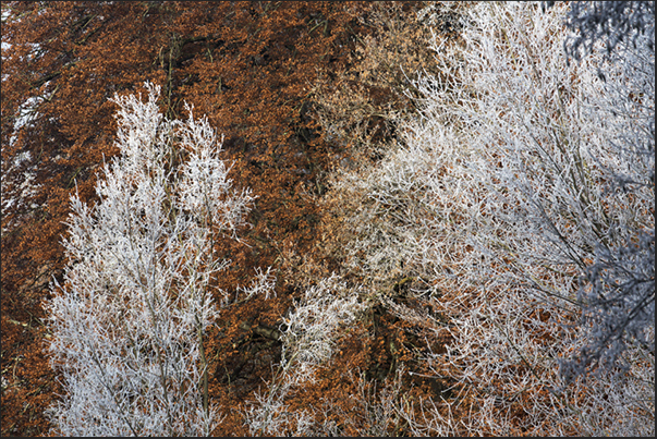 The frost remains in the shadows while the forest, exposed to the rays of the sun, takes color The frost remains in the shadows while the forest, exposed to the rays of the sun, takes color