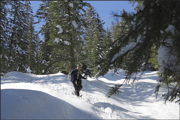 Walking with snowshoes in woods of Rosenlaui valley that colleague Meiringen to Grindelwald Walking with snowshoes in woods of Rosenlaui valley that colleague Meiringen to Grindelwald