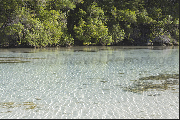 Oro Bay. Sea water filters through the coral reef reaching the forests Oro Bay. Sea water filters through the coral reef reaching the forests