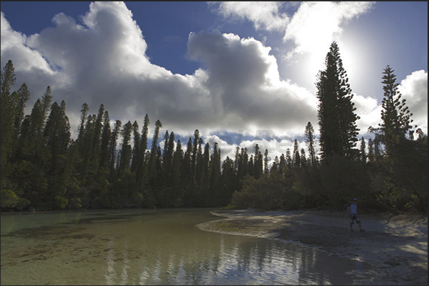 Oro Bay. Channels of seawater penetrate the forest of columnar pines (Araucaria columnaris) Oro Bay. Channels of seawater penetrate the forest of columnar pines (Araucaria columnaris)