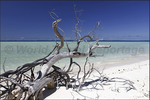 A trunk brought by the currents, beached on a sandbank near the reef A trunk brought by the currents, beached on a sandbank near the reef