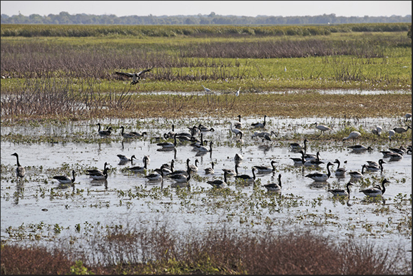 Foog Dam Reserve. A group of Black Necked Stork commonly called Jabiru. Birds typical of wetlands in northern Australia Foog Dam Reserve. A group of Black Necked Stork commonly called Jabiru. Birds typical of wetlands in northern Australia