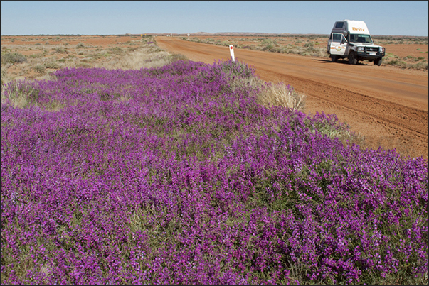 On the way to Odnadatta coming from Coober Pedy On the way to Odnadatta coming from Coober Pedy