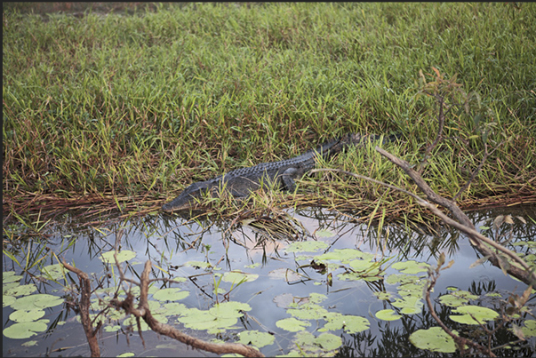 Yellow River is known for the hundreds of crocodiles that inhabit its banks and its waters Yellow River is known for the hundreds of crocodiles that inhabit its banks and its waters