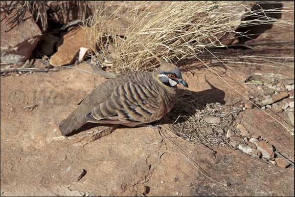 Watarrka National Park. Kings Canyon. Crested Pigeon Watarrka National Park. Kings Canyon. Crested Pigeon