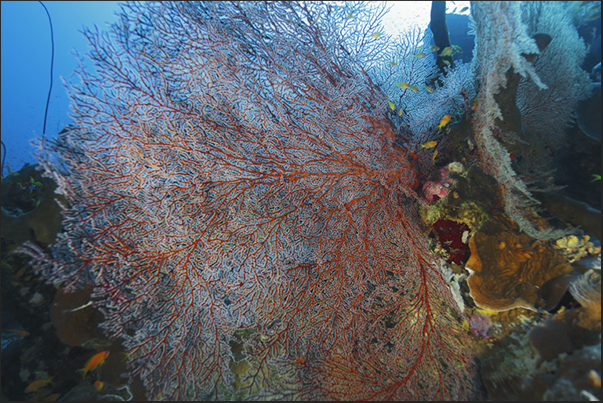 The reef around the cage is full of sea fans The reef around the cage is full of sea fans