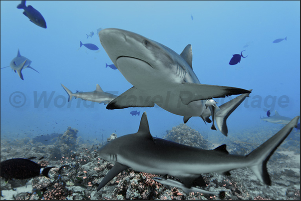 Whitetip shark (Triaenodon obesus). Southern tip reef Whitetip shark (Triaenodon obesus). Southern tip reef