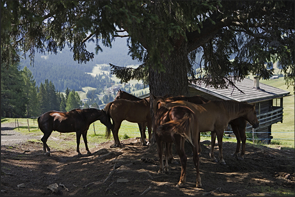 Horses along the path leading to the plateau of Alpe of Siusi Horses along the path leading to the plateau of Alpe of Siusi