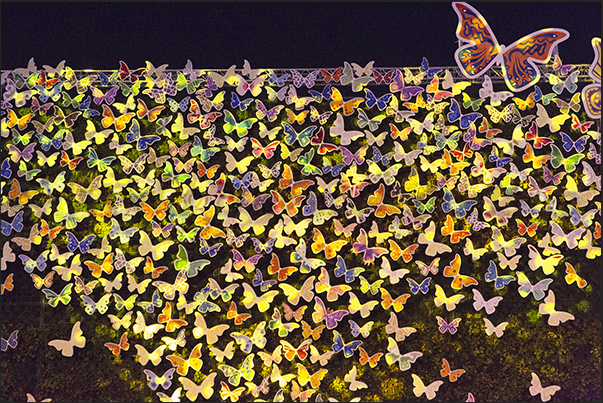 Bright butterflies in Europe Square Bright butterflies in Europe Square