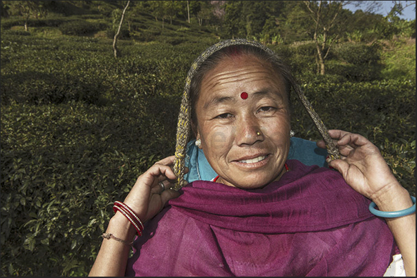 Only the women pick the tea leaves Only the women pick the tea leaves