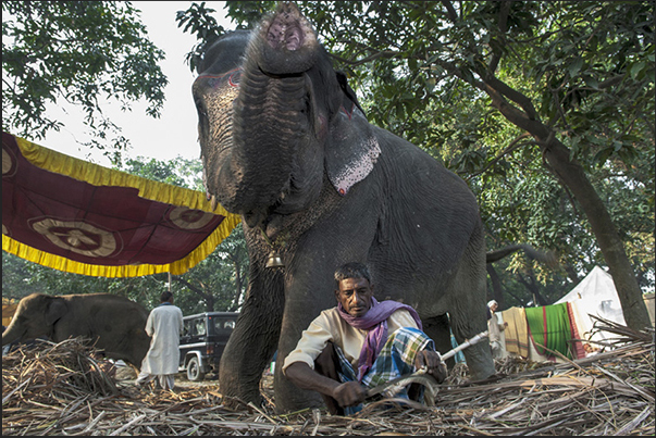 Seller of elephants at Sonepur market Seller of elephants at Sonepur market